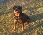 Small Photo #5 Rottweiler Puppy For Sale in EUSTIS, FL, USA