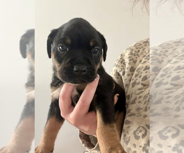 Medium Photo #1 Labrottie Puppy For Sale in Brewster, NY, USA