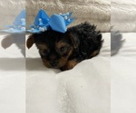 Small Photo #5 Yorkshire Terrier Puppy For Sale in CLOVIS, CA, USA