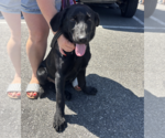 Small #1 Labrador Retriever