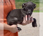 Small #1 American Staffordshire Terrier Mix