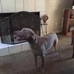 Small Photo #1 Weimaraner Puppy For Sale in LAKE MARY, FL, USA