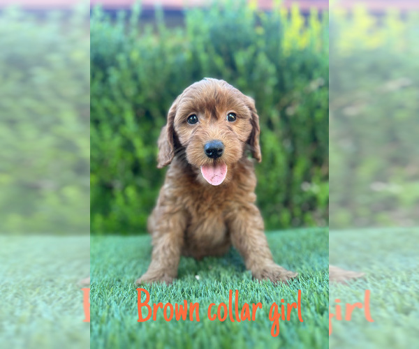 Medium Photo #3 Goldendoodle (Miniature) Puppy For Sale in BAKERSFIELD, CA, USA