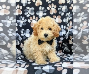Bichpoo Puppy for sale in LINCOLN UNIVERSITY, PA, USA