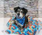 Small #2 Colonial Cocker Spaniel Mix