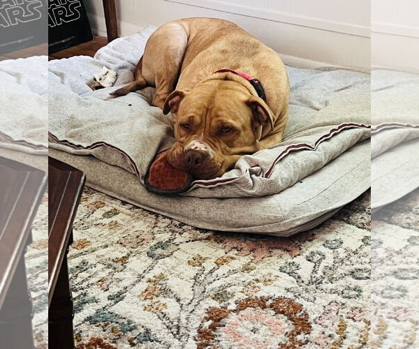 Medium Photo #6 Bullypit Puppy For Sale in Princeton, MN, USA