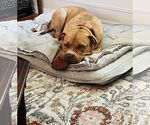 Small #5 Bullypit
