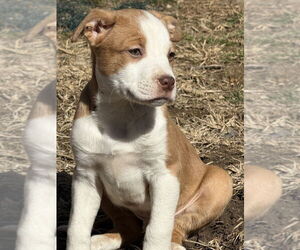 Australian Shepherd-Unknown Mix Dogs for adoption in Springdale, PA, USA