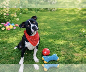 Buckwheat - Male Mutt Dog for Adoption - Photo #6
