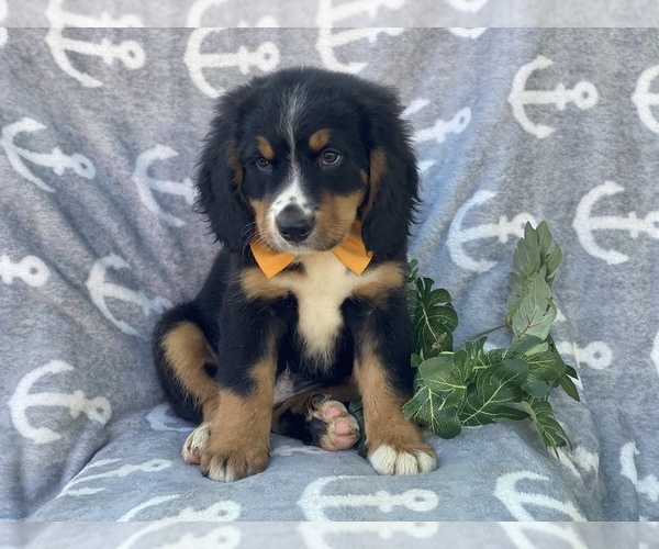 View Ad Bernese Mountain DogCavalier King Charles
