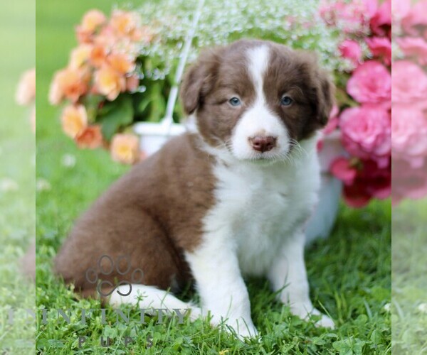 Medium Photo #4 Border Collie Puppy For Sale in QUARRYVILLE, PA, USA