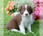 Small #3 Border Collie