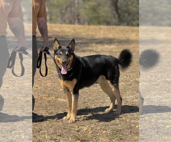 Medium Photo #1 German Shepherd Dog Puppy For Sale in Rockaway, NJ, USA