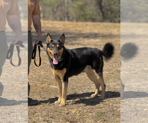 German Shepherd Dog Dogs for adoption in Rockaway, NJ, USA