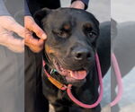 Small #1 Rottweiler