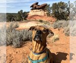 Small Photo #245 Mutt Puppy For Sale in Kanab, UT, USA