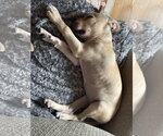 Small #5 Mutt