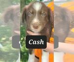 Puppy 1 Australian Shepherd