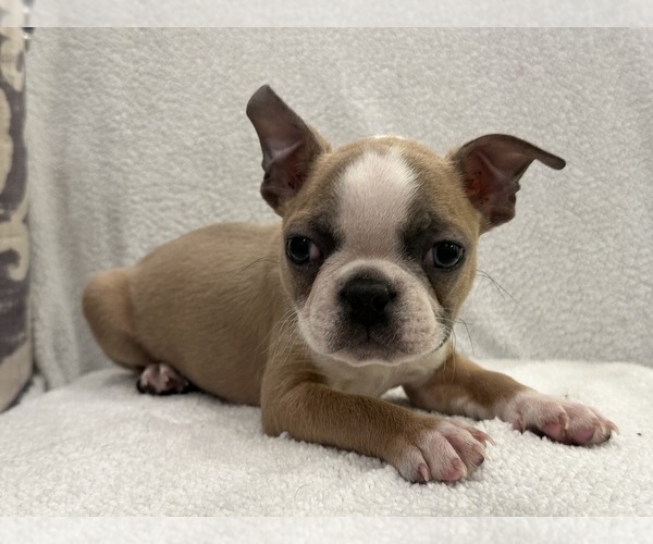 Medium Photo #1 Boston Terrier Puppy For Sale in RIDGEVILLE, SC, USA