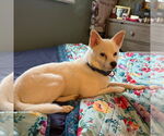 Small Chihuahua-pomeranian spitz Mix