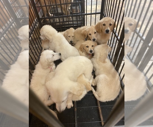 Medium Photo #14 English Cream Golden Retriever Puppy For Sale in ROCKY FACE, GA, USA