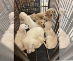 Small #13 English Cream Golden Retriever