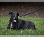 Small #4 Mutt