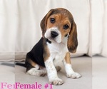 Puppy 3 Beagle