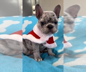 French Bulldog Puppy for sale in PASADENA, CA, USA