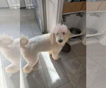 Small Poodle (Standard)