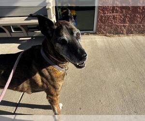 German Shepherd Dog-Unknown Mix Dogs for adoption in Pueblo, CO, USA