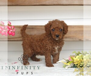 Poodle (Miniature) Puppy for sale in GAP, PA, USA