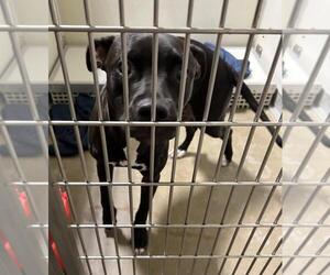 Esther - Fee Waived - Female American Staffordshire Terrier-Unknown Mix Dog for Adoption - Photo #2