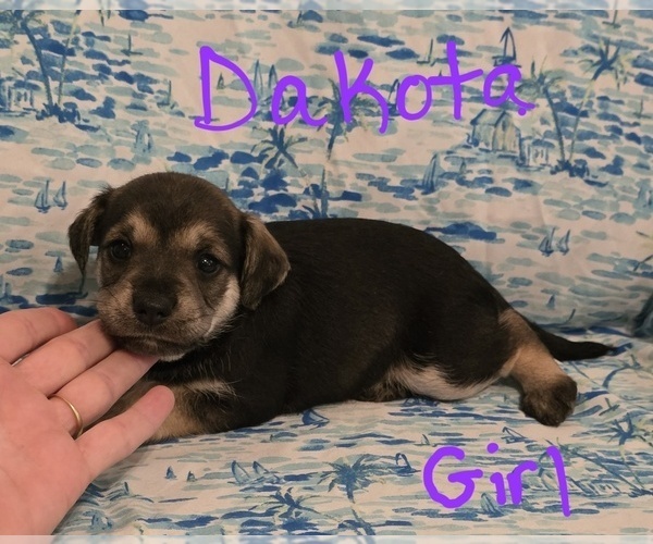 Medium Photo #22 Chizer Puppy For Sale in MONTEZUMA, GA, USA