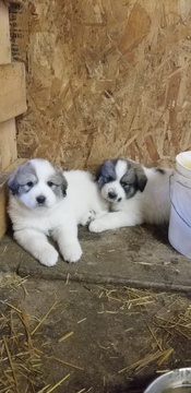 Medium Photo #1 Great Pyrenees Puppy For Sale in COLUMBUS JUNCTION, IA, USA