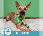 Small #13 German Shepherd Dog Mix