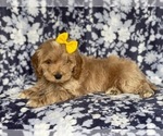 Small Photo #7 Cockapoo Puppy For Sale in LAKELAND, FL, USA