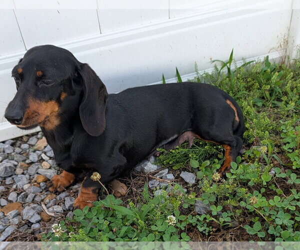 Medium Photo #10 Dachshund Puppy For Sale in Shelbyville, TN, USA