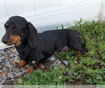 Small #9 Dachshund