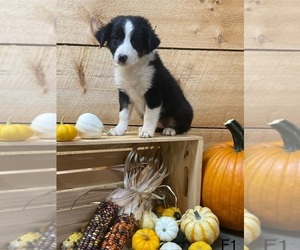 Border Collie-Miniature Australian Shepherd Mix Puppy for sale in MYERSTOWN, PA, USA