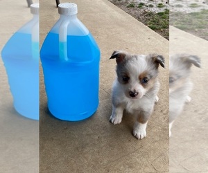 Aussie-Corgi Puppy for sale in SAINT CLOUD, FL, USA