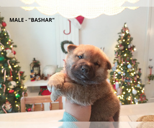 Shiba Inu Puppy for sale in LAS VEGAS, NV, USA