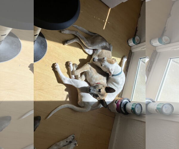 Medium Photo #3 American Bulldog-Unknown Mix Puppy For Sale in Davis, CA, USA