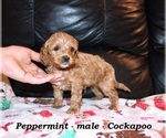 Small #1 Cockapoo (Miniature)