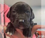 Small #2 Labrador Retriever Mix