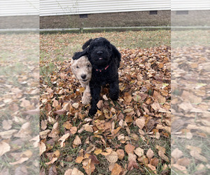 Goldendoodle Puppy for sale in HUNTINGDON, TN, USA