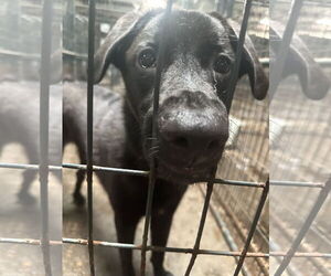 Mutt Dogs for adoption in Jackson, MS, USA