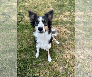 Border Collie Dogs for adoption in Emmett, ID, USA