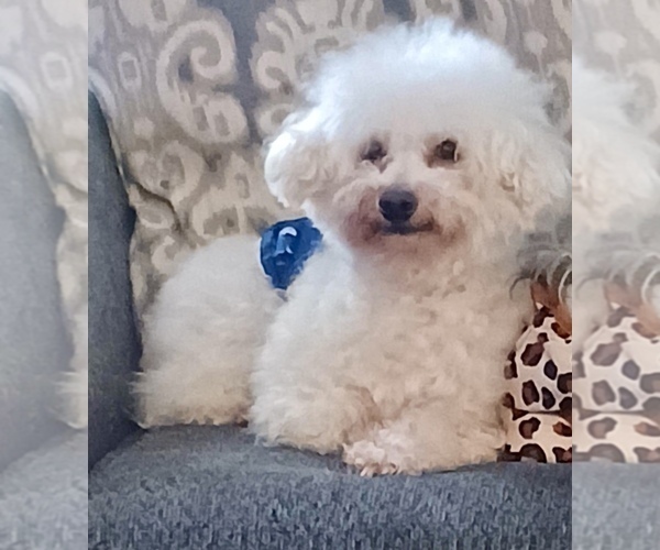 Medium Photo #1 Shih-Poo Puppy For Sale in WILMINGTON, NC, USA