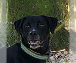 Small Labrador Retriever Mix